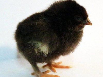 Broody hen? I've got chicks!