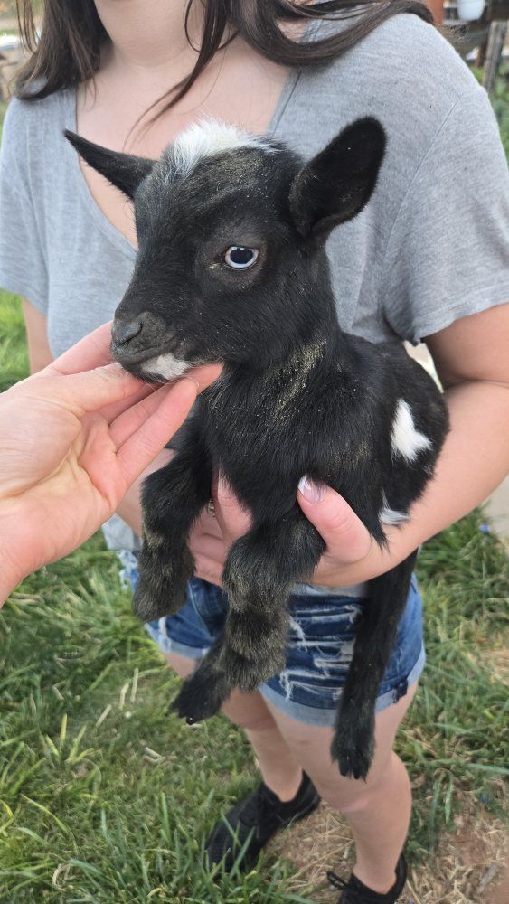 Nigerian dwarf goats