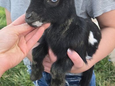 Nigerian dwarf goats
