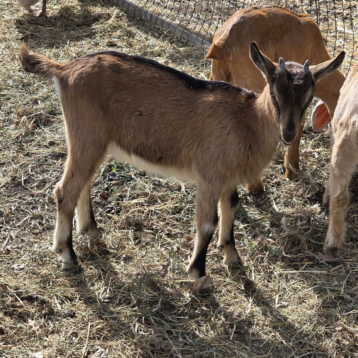 Alpine doeling ( bottle baby)