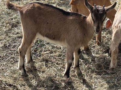 Alpine doeling ( bottle baby)