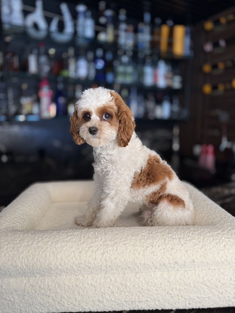 Tony Chopper Tiny 8 Pound Cavapoo Stud