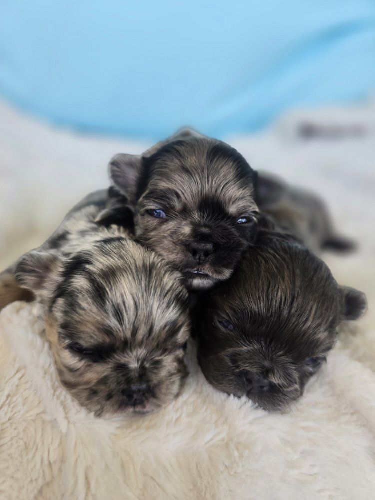 AKC Fluffy French Bulldog 