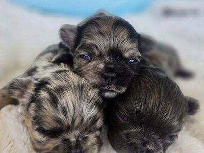 AKC Fluffy French Bulldog