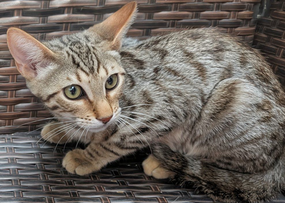 Female Bengal Kitten