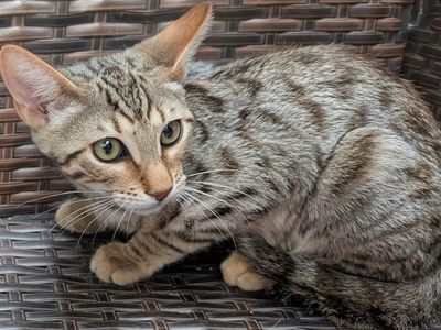 Female Bengal Kitten