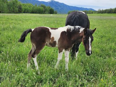 2026 foxtrotter filly