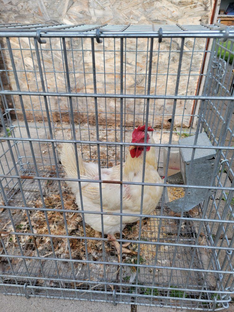 laying hen