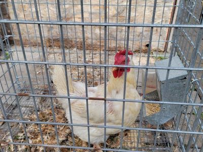 laying hen