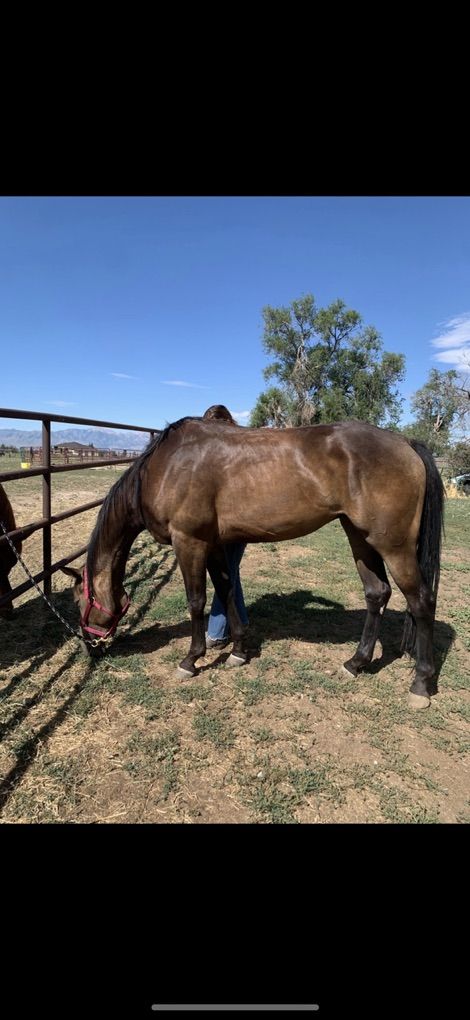 Buckskin Gelding 16 Hands, 6 Years old