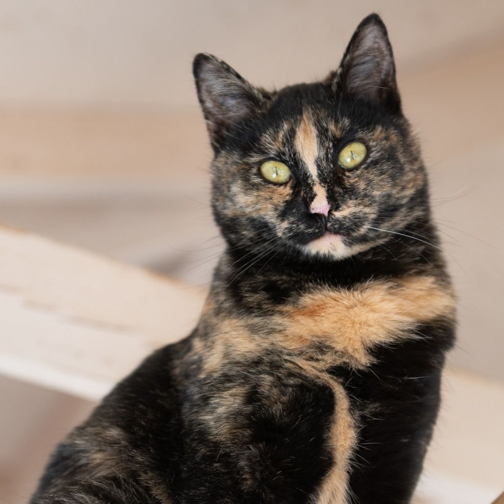 Hello my name is Mutti