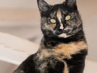 Hello my name is Mutti