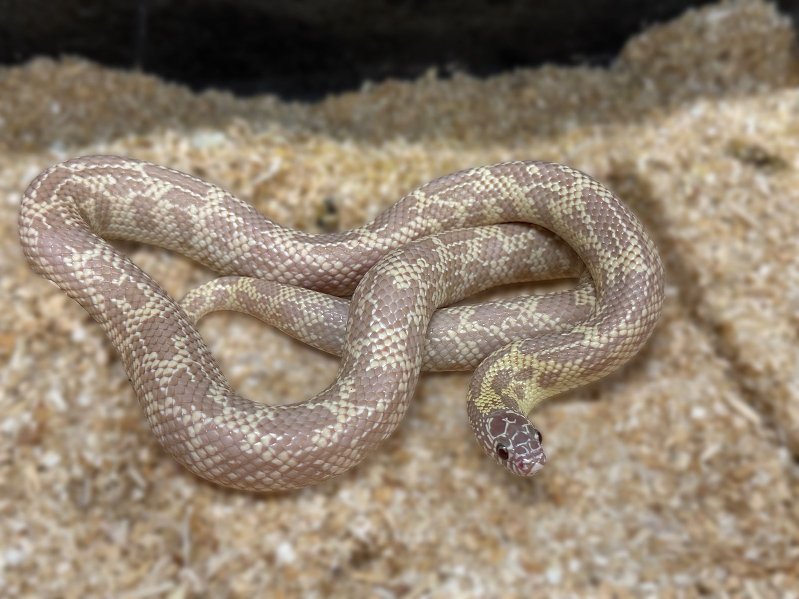Pair Of Albino Mosaic Kingsnakes