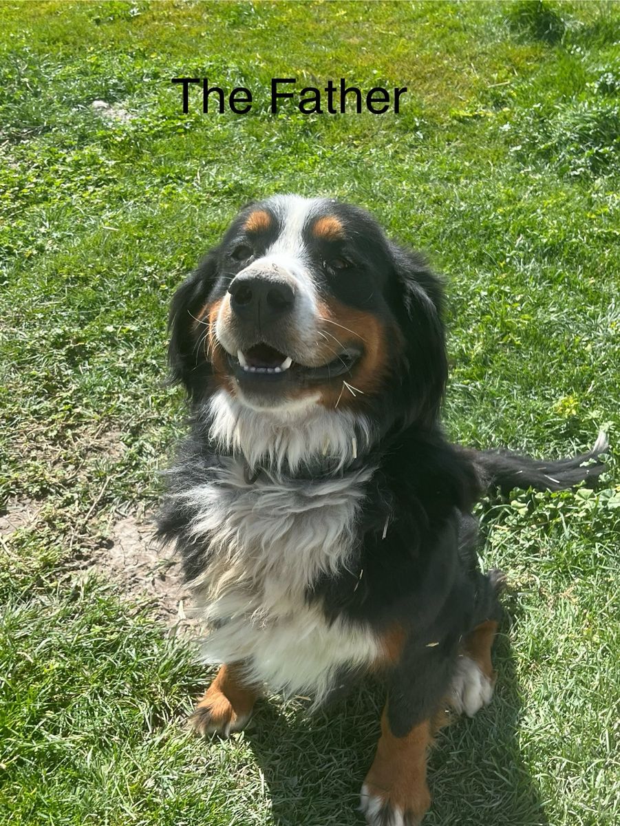 AKC Registered Male Bernese Mountain Dog