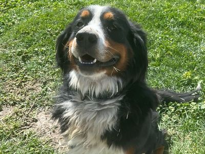 AKC Registered Male Bernese Mountain Dog