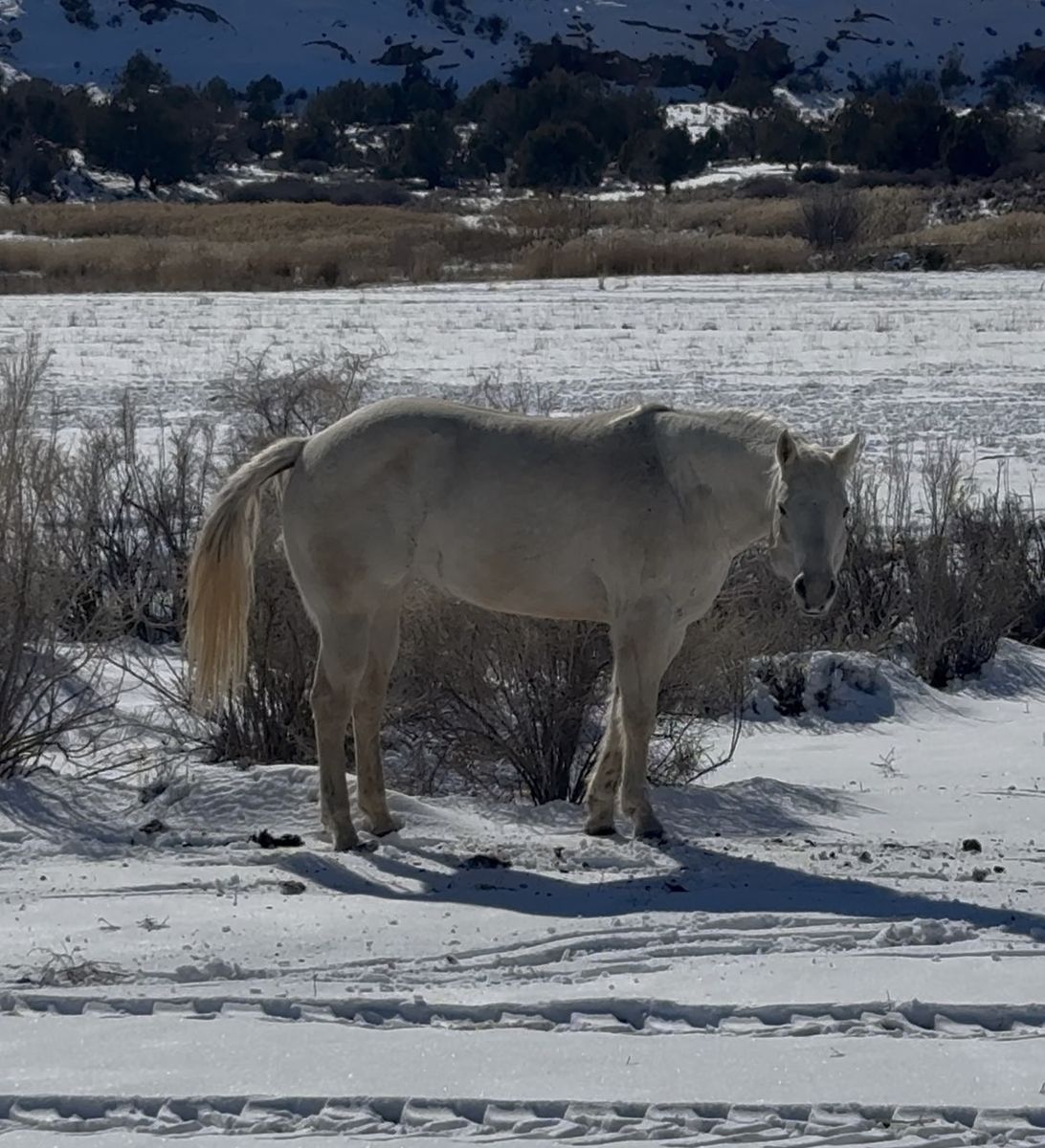 AQHA registered quarter horse