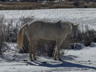AQHA registered quarter horse