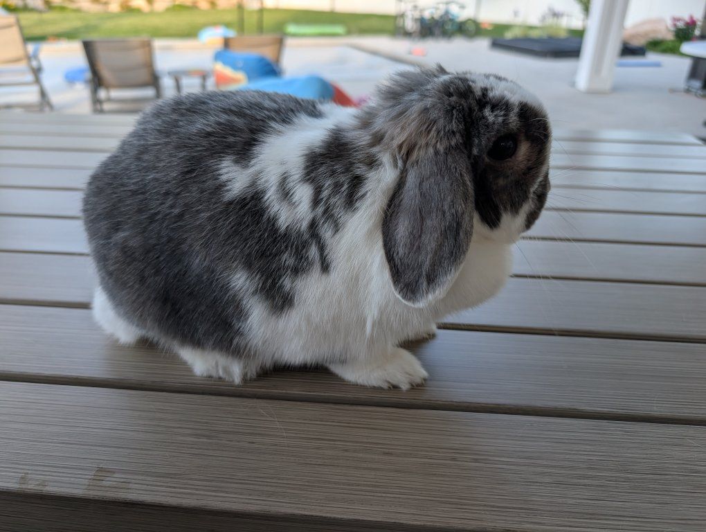 Purebred Holland Lop Doe