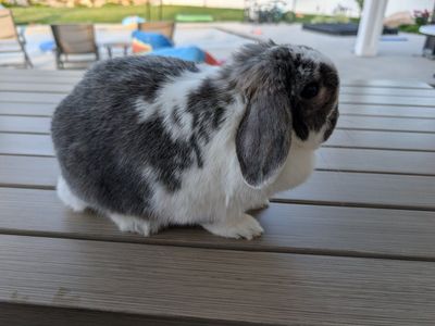 Purebred Holland Lop Doe