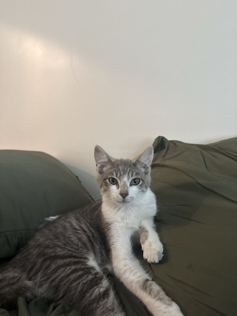 5-Month-Old Gray and White Tabby Kitten Looking for Rehoming