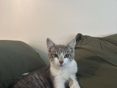 5-Month-Old Gray and White Tabby Kitten Looking for Rehoming