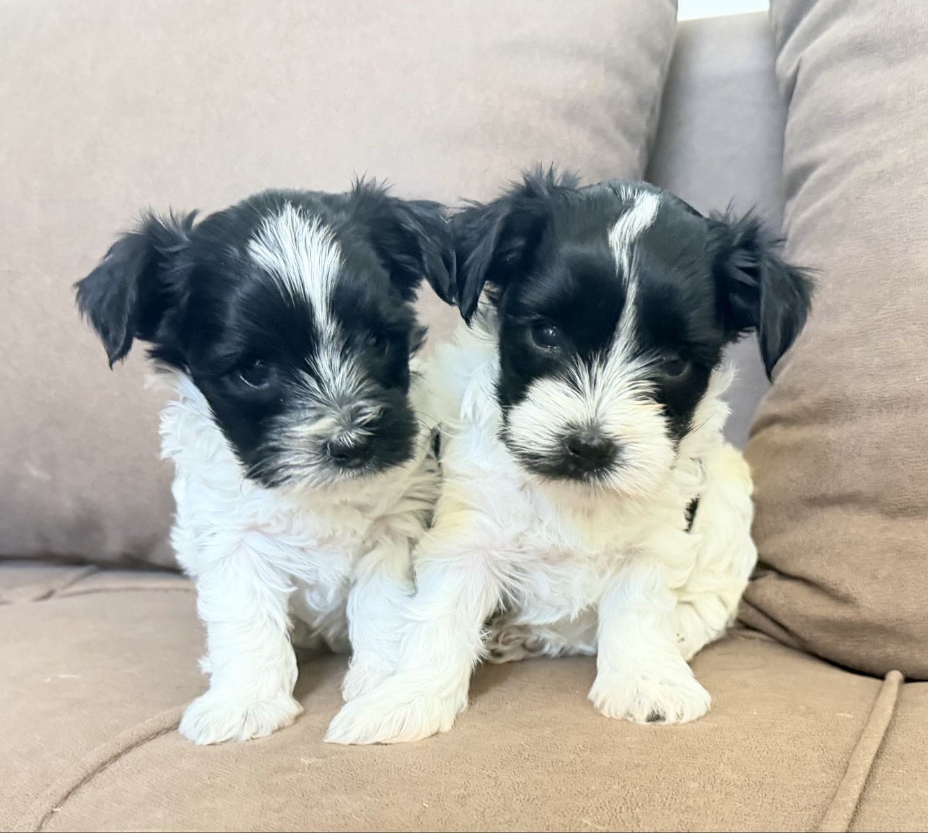 Yorkie Females 
