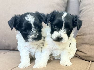 Yorkie Females