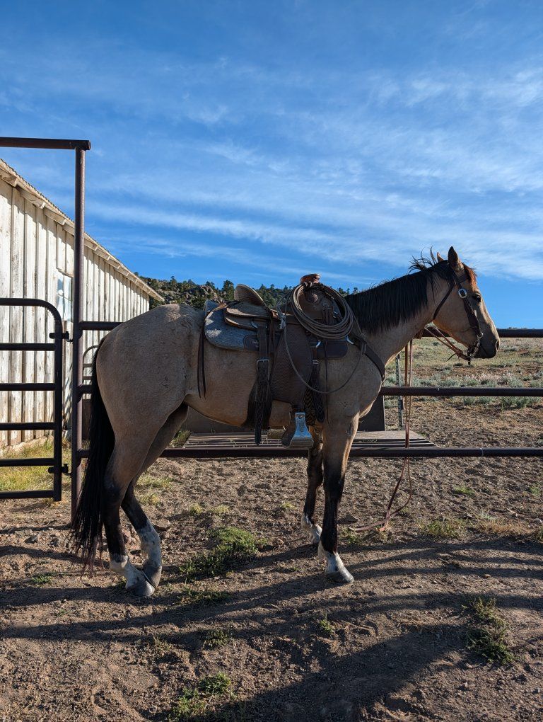 Grade 4yr old mare