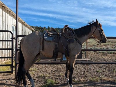 Grade 4yr old mare