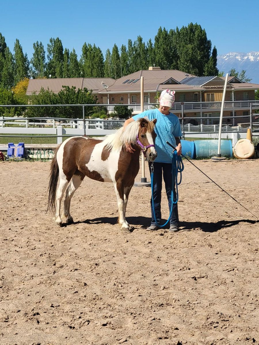 Darling 3 year old pony gelding