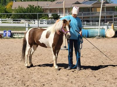 Darling 3 year old pony gelding