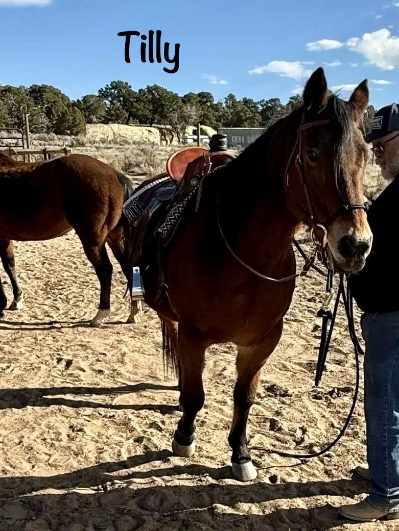 Beautiful Bay Mare