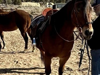 Beautiful Bay Mare