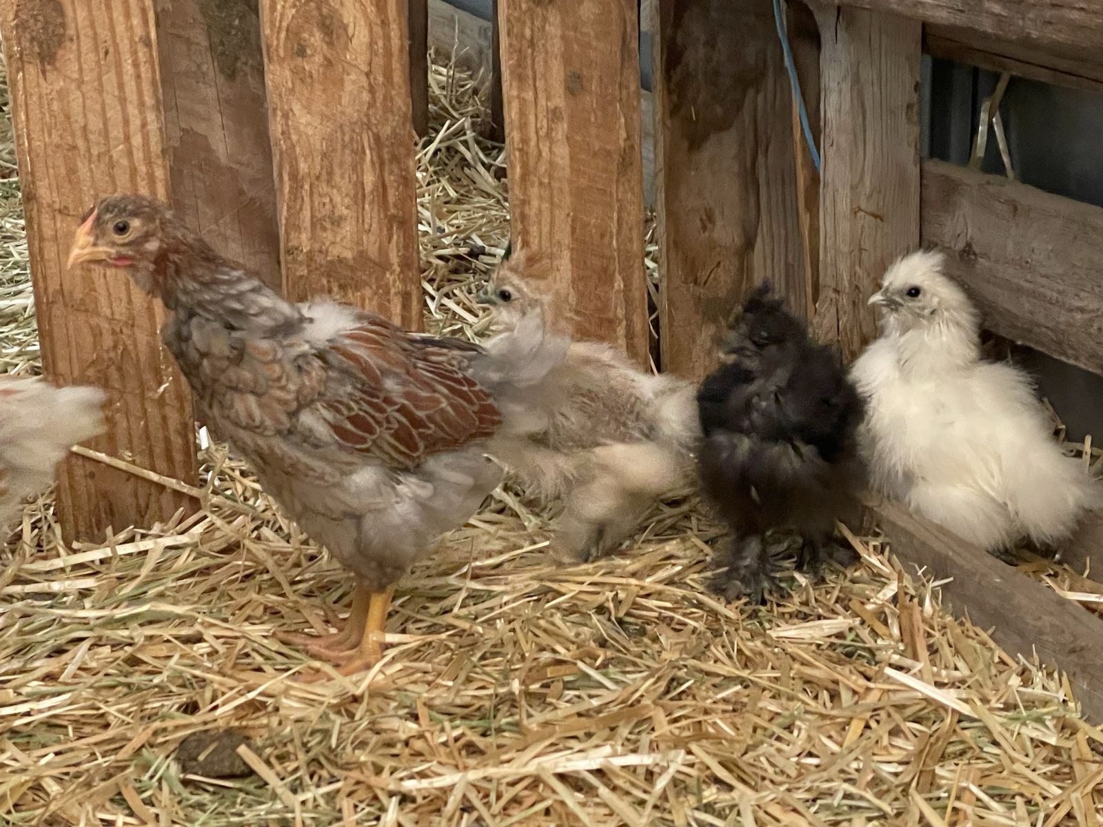 Silkie Chicks & Blue Laced Red Wyandotte Chick - Various Colors, Healthy Poultry