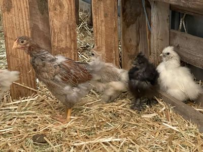 Silkie Chicks & Blue Laced Red Wyandotte Chick - Various Colors, Healthy Poultry