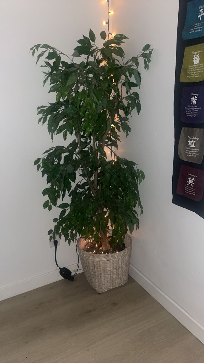 5’4” Artificial Ficus Tree with Woven Basket Planter – Realistic