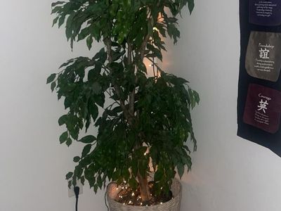 5’4” Artificial Ficus Tree with Woven Basket Planter – Realistic