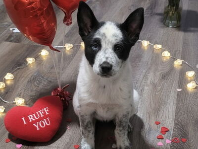 Heeler/Cattle Dog Mix Puppies