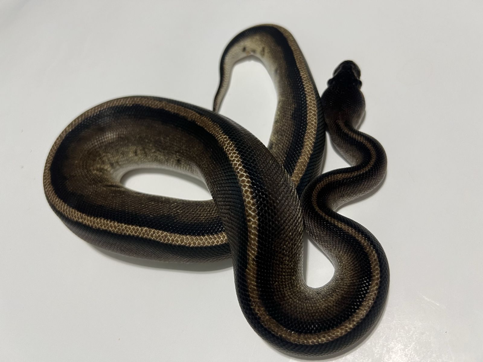 Pet Reptile Ball Python Morph #16