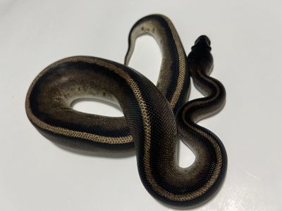 Pet Reptile Ball Python Morph #16