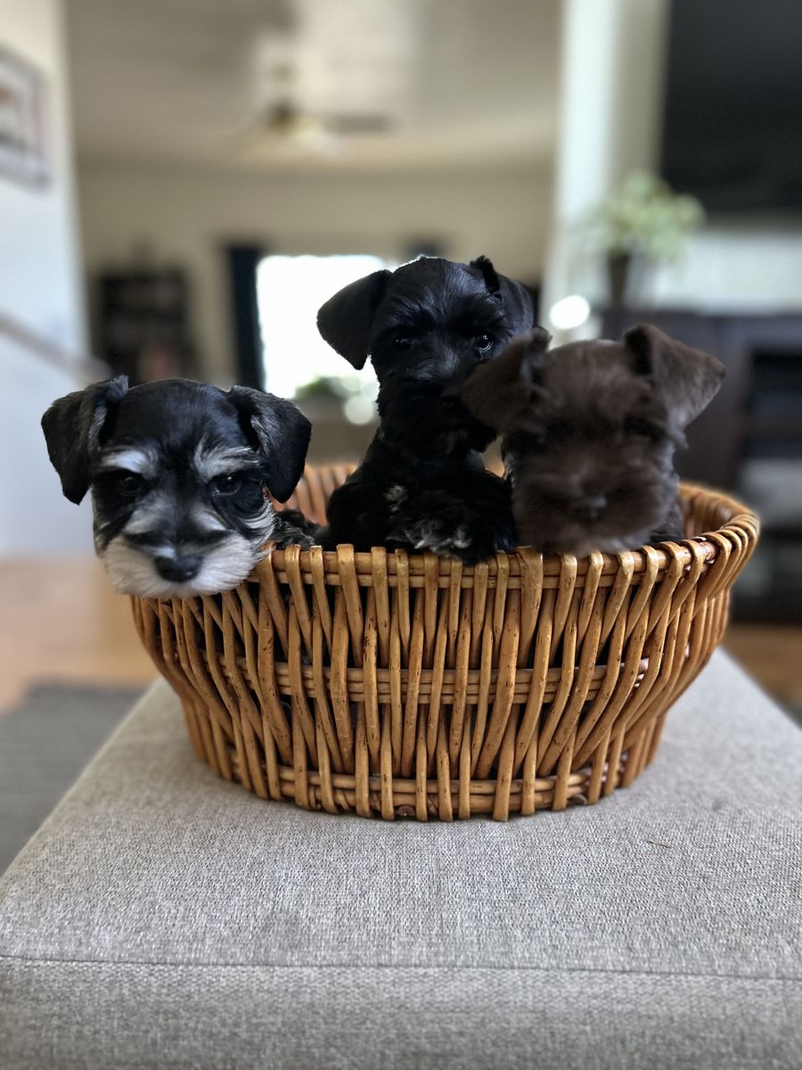 AKC Miniature Schnauzer Puppies