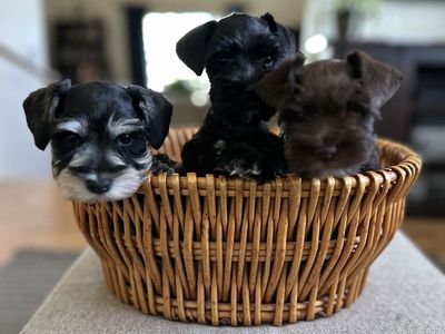 AKC Miniature Schnauzer Puppies