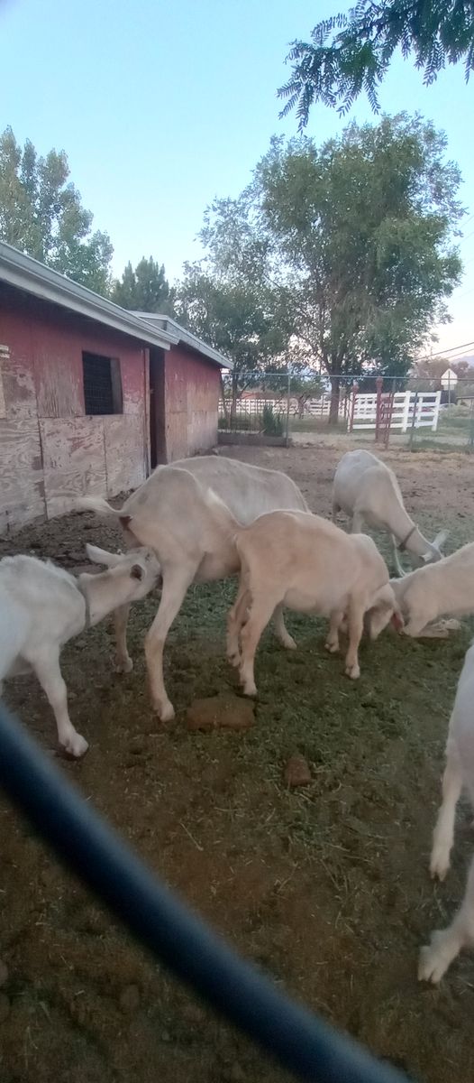 Wethers