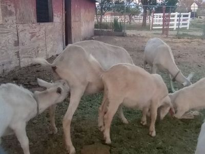 Wethers