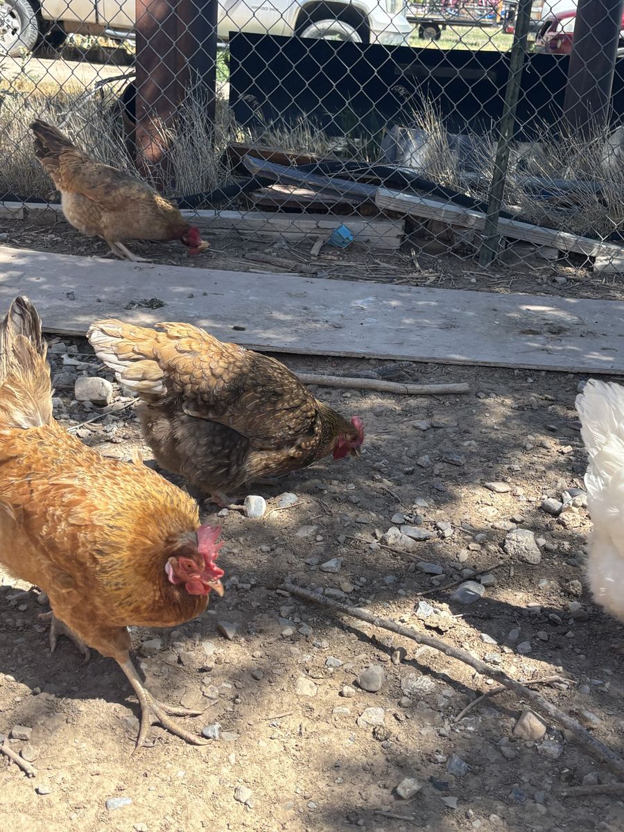 Laying hens