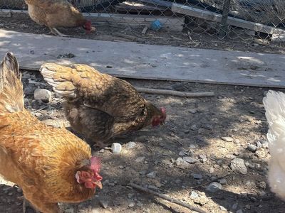 Laying hens
