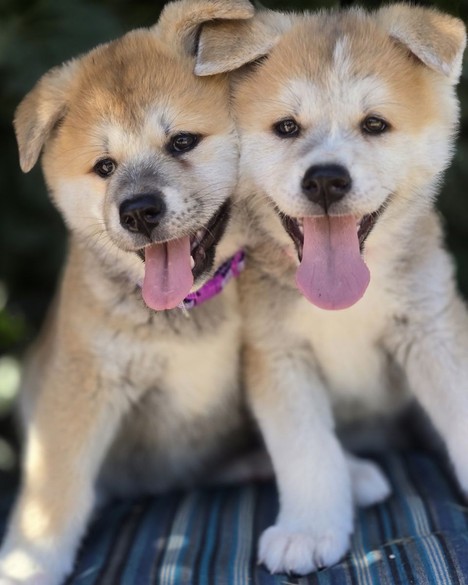 UKC Japanese Akita Inu Puppies