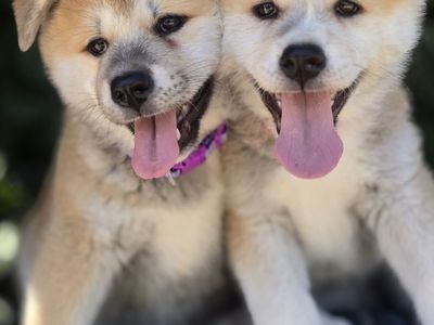 UKC Japanese Akita Inu Puppies