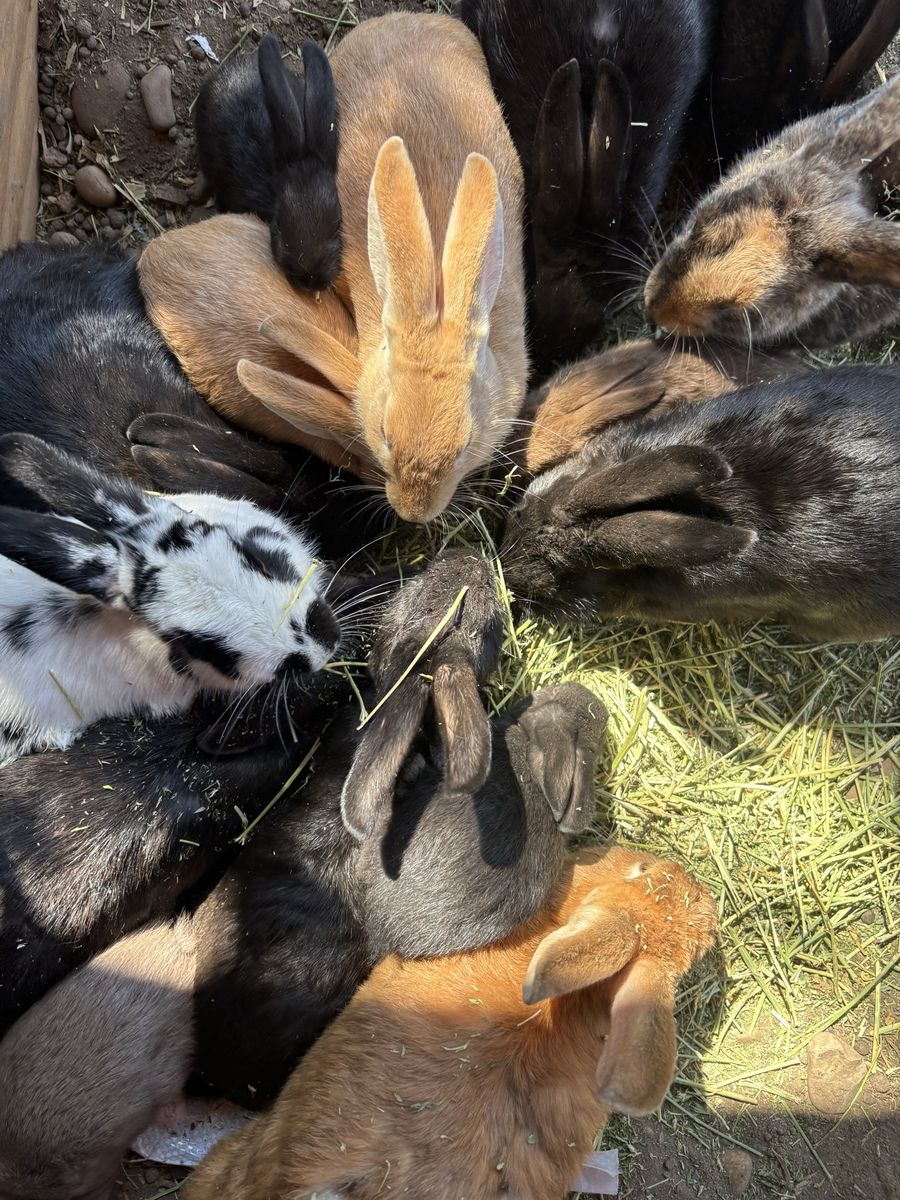 Assorted Rabbits - Various Colors and ages