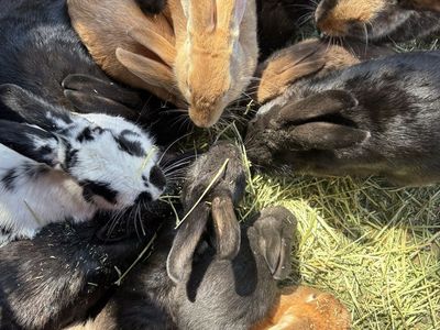 Assorted Rabbits - Various Colors and ages